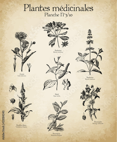 Gravures anciennes plantes médicinales N°3/10