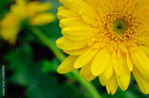 yellow gerbera flowers