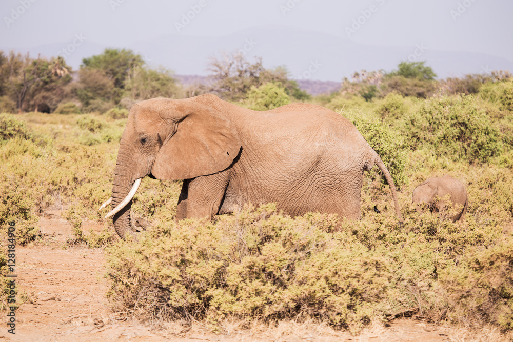 landscape with elephants in the Masai Mara National Park in Keny landscape with elephants in the Masai Mara National Park in Keny