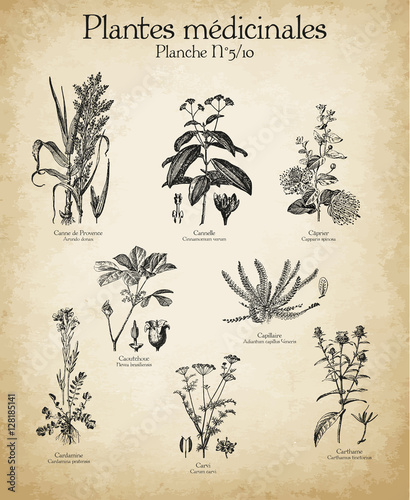 Gravures anciennes plantes médicinales N°5/10