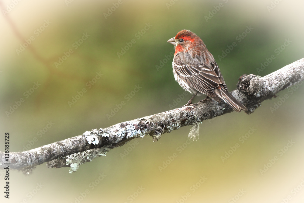 bird on a limb bird on a limb