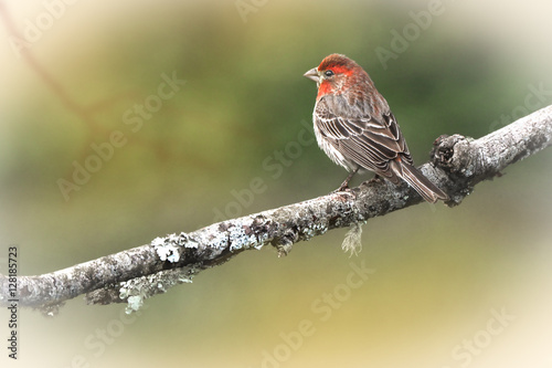 bird on a limb