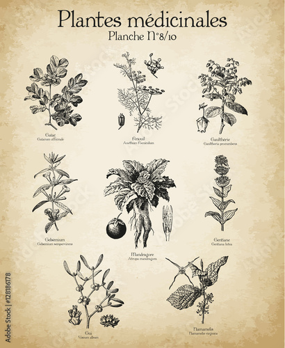 Gravures anciennes plantes médicinales N°8/10