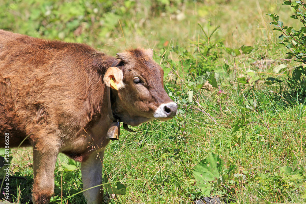 Kälbchen - Allgäu - Braunvieh - niedlich Kälbchen - Allgäu - Braunvieh - niedlich