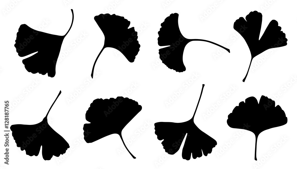 Obraz premium sylwetki liści miłorzębu