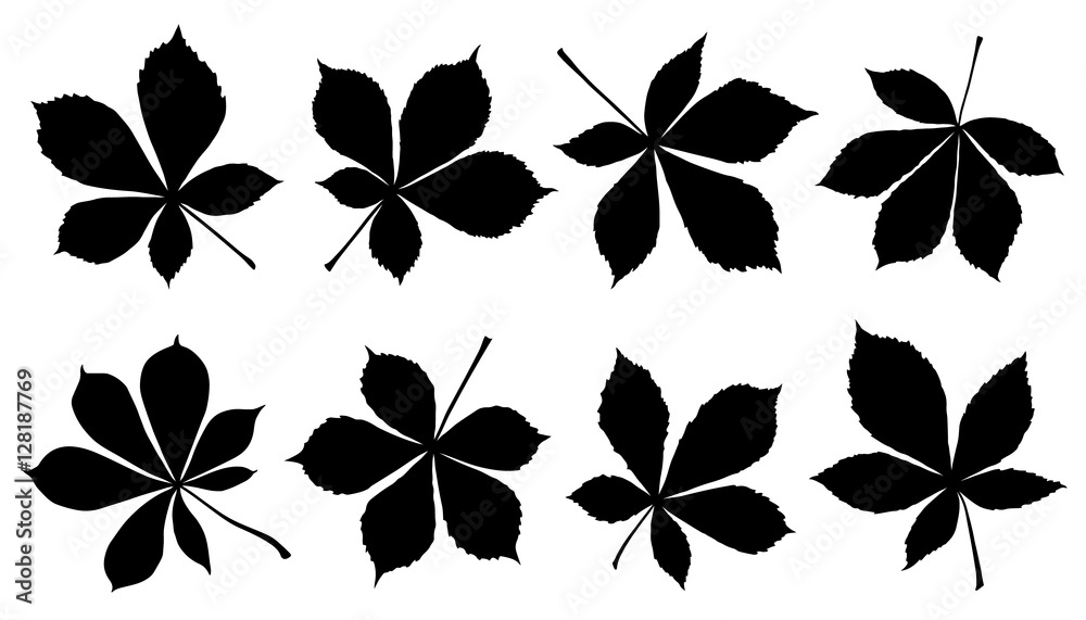 Fototapeta premium horse chestnut silhouettes