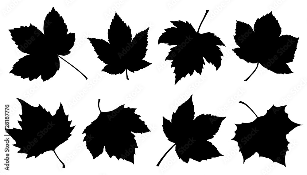 Naklejka premium sycamore leaf silhouettes