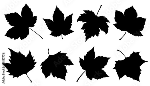 sycamore leaf silhouettes