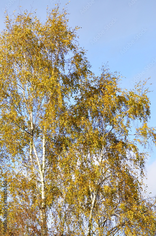 Fototapeta premium Bouleau , automne 