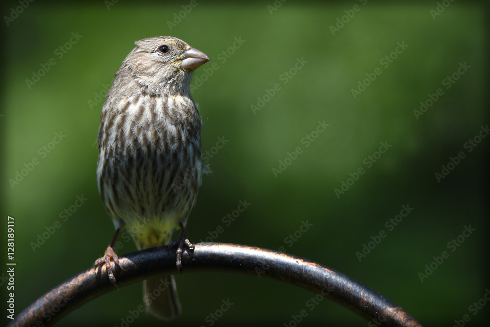 sparrow on a flower stand sparrow on a flower stand