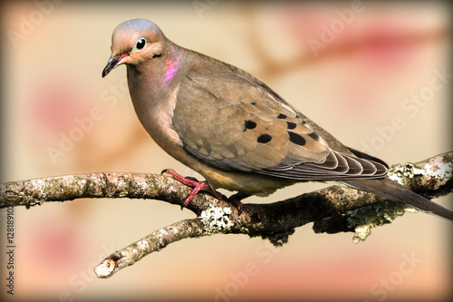 Cuadro en lienzo dove on a limb