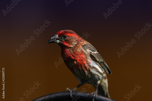 housefinch on a stand