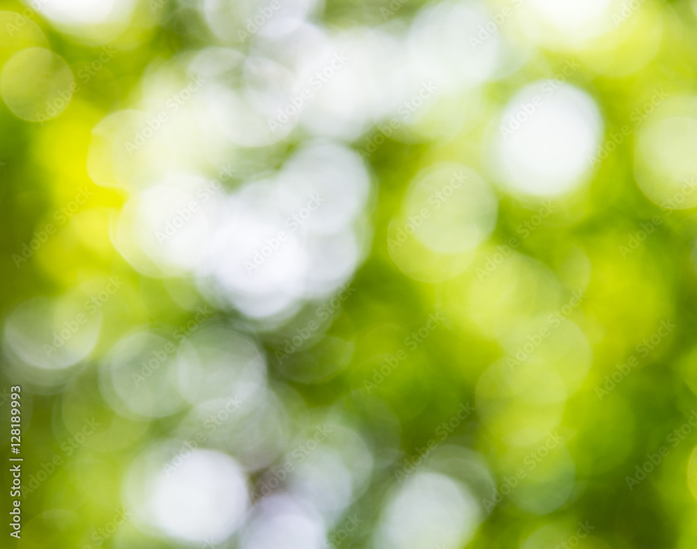 Fototapeta premium Blur focus blackground of the large leaves.