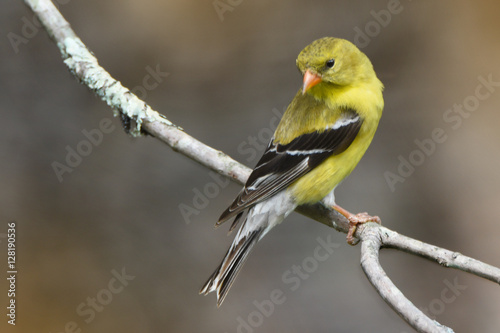 goldfinch on a limb