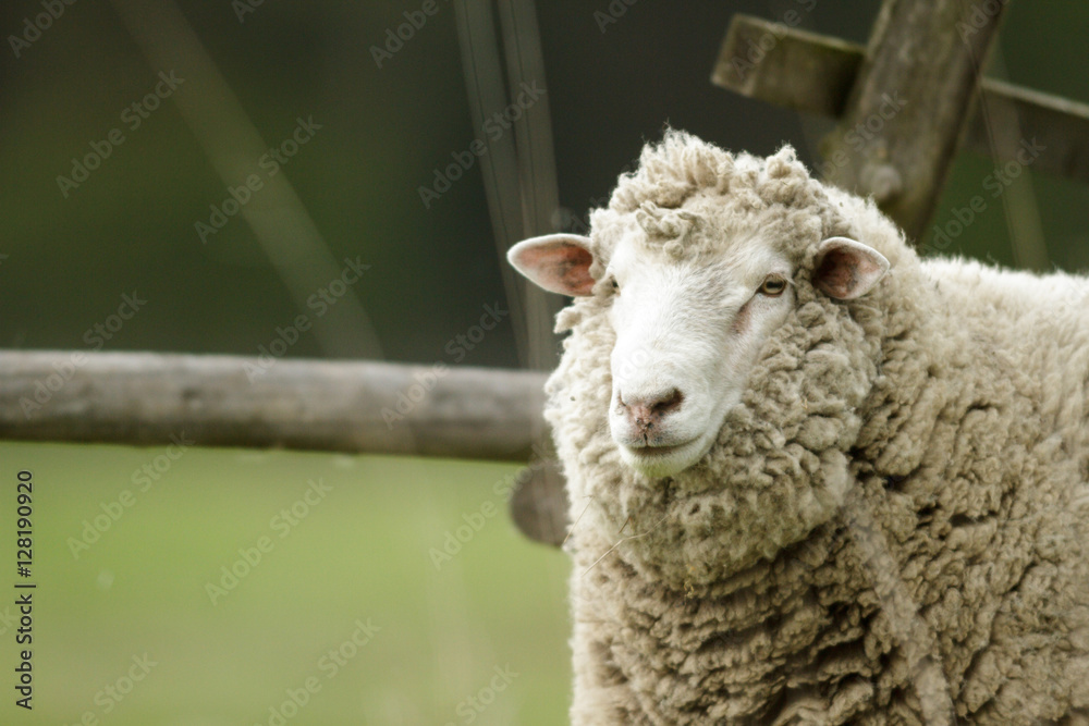Fototapeta premium sheep