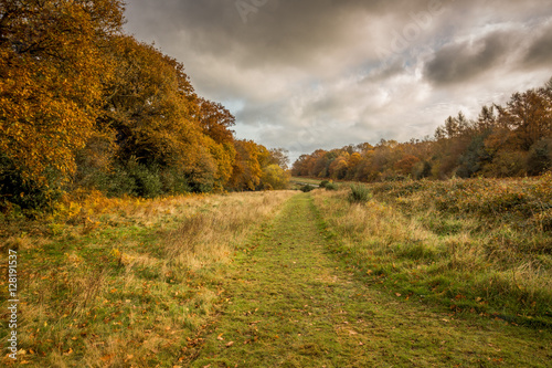 Autumn Footpath across Ranmore Common, Surrey, England.