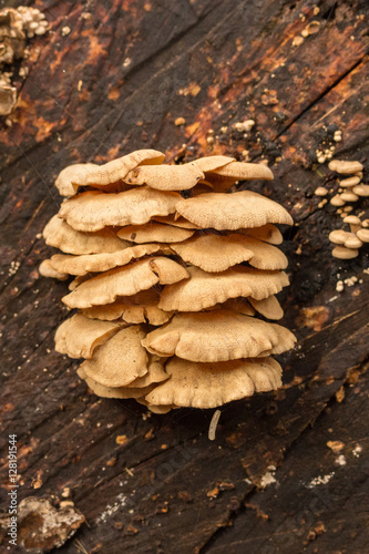 Bracket Fungi on a log.