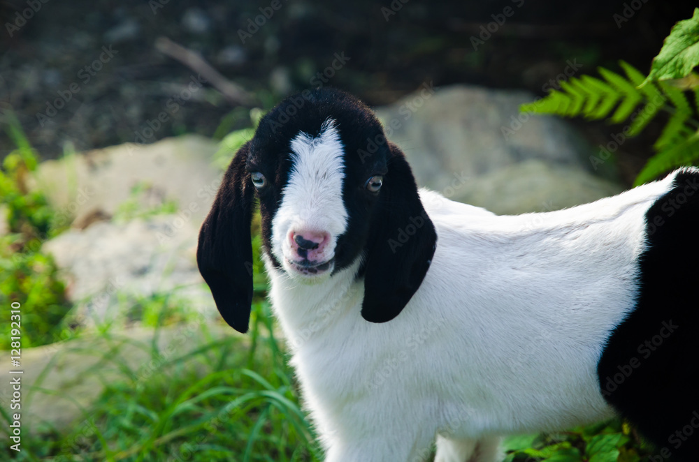 Funny young kid (goat)