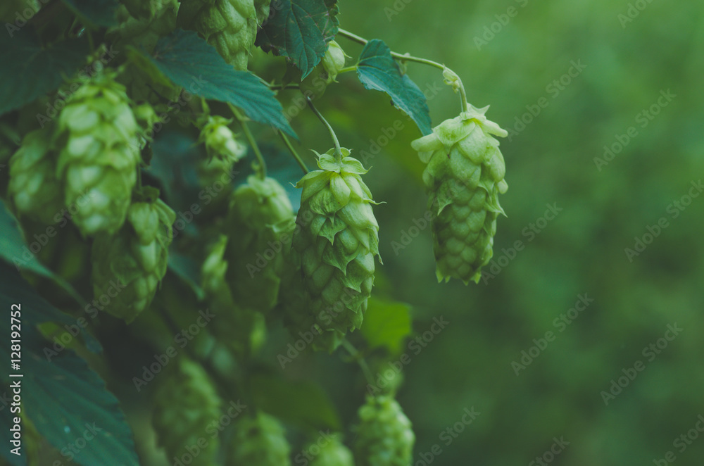 Growing on a branch of hop cones .Blue toned Growing on a branch of hop cones .Blue toned