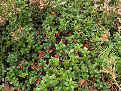 Close view of the cowberry field