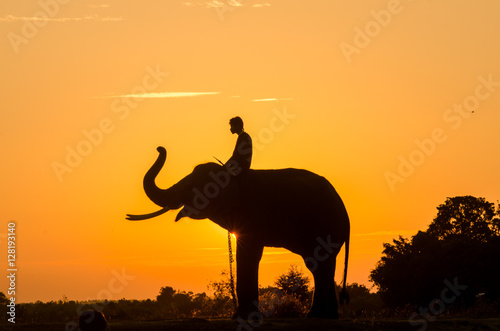 Silhouette Sunset Sunrise action of Thai Elephant in Surin provi photo