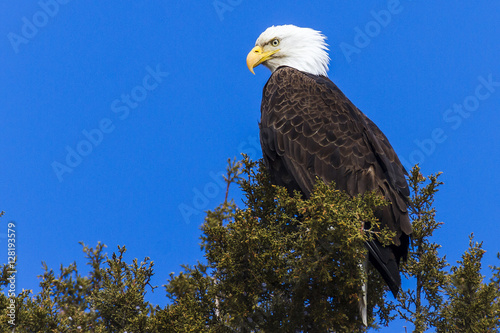 Majestic Eagle