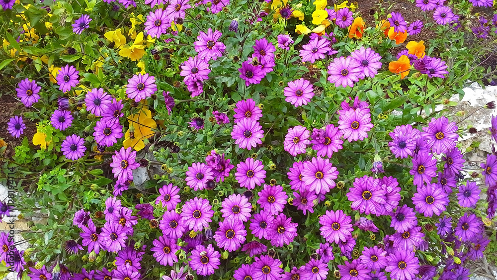 purple pink flowers Dimorphotheca