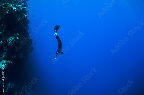 Fototapeta Freediver moves underwater along coral reef