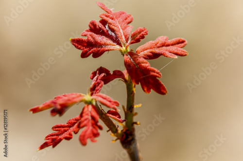 Red Leaves