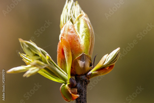 Leaf Bud in Spring