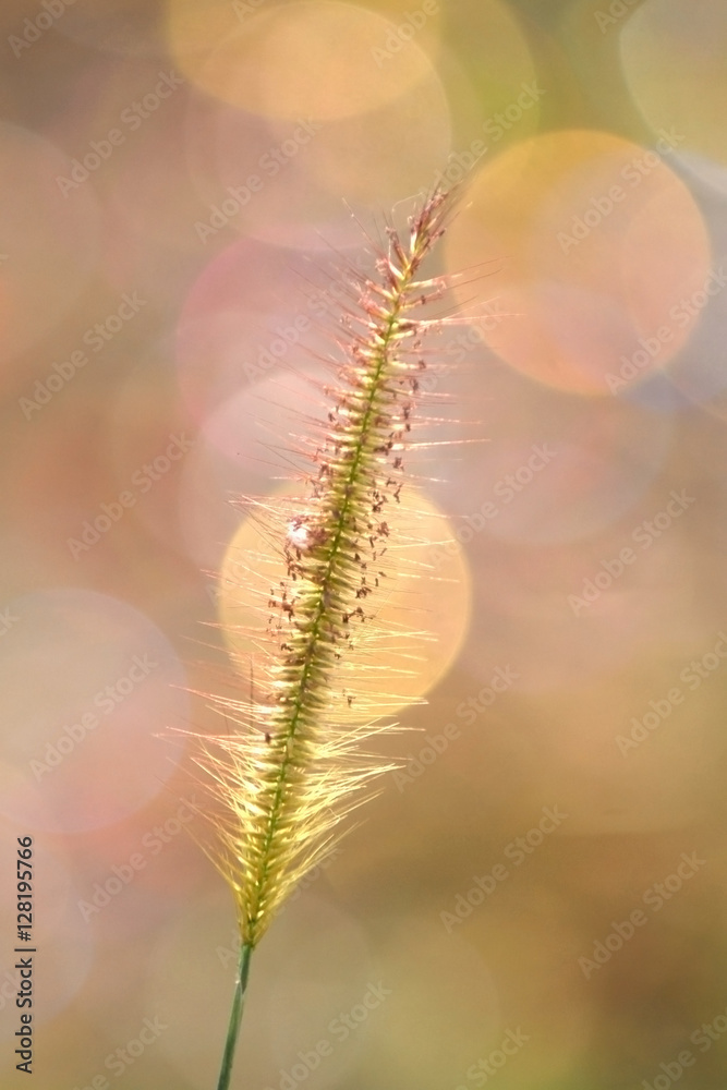 Soft focused of Grass with a colorful background.