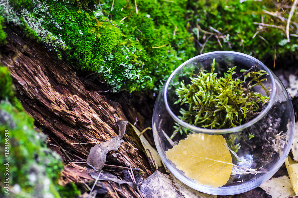 Obraz premium green moss in glass vase