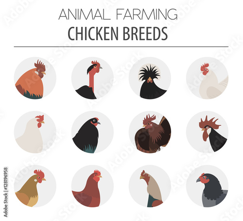Poultry farming. Chicken breeds icon set. Flat design