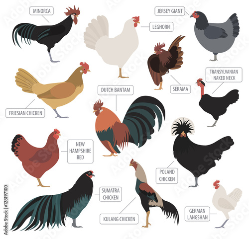 Poultry farming. Chicken breeds icon set. Flat design