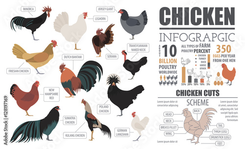 Poultry farming infographic template. Chicken breeding. Flat des