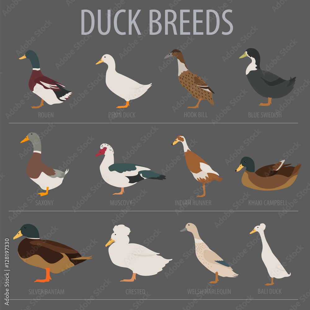 Poultry farming. Duck breeds icon set. Flat design Poultry farming. Duck breeds icon set. Flat design