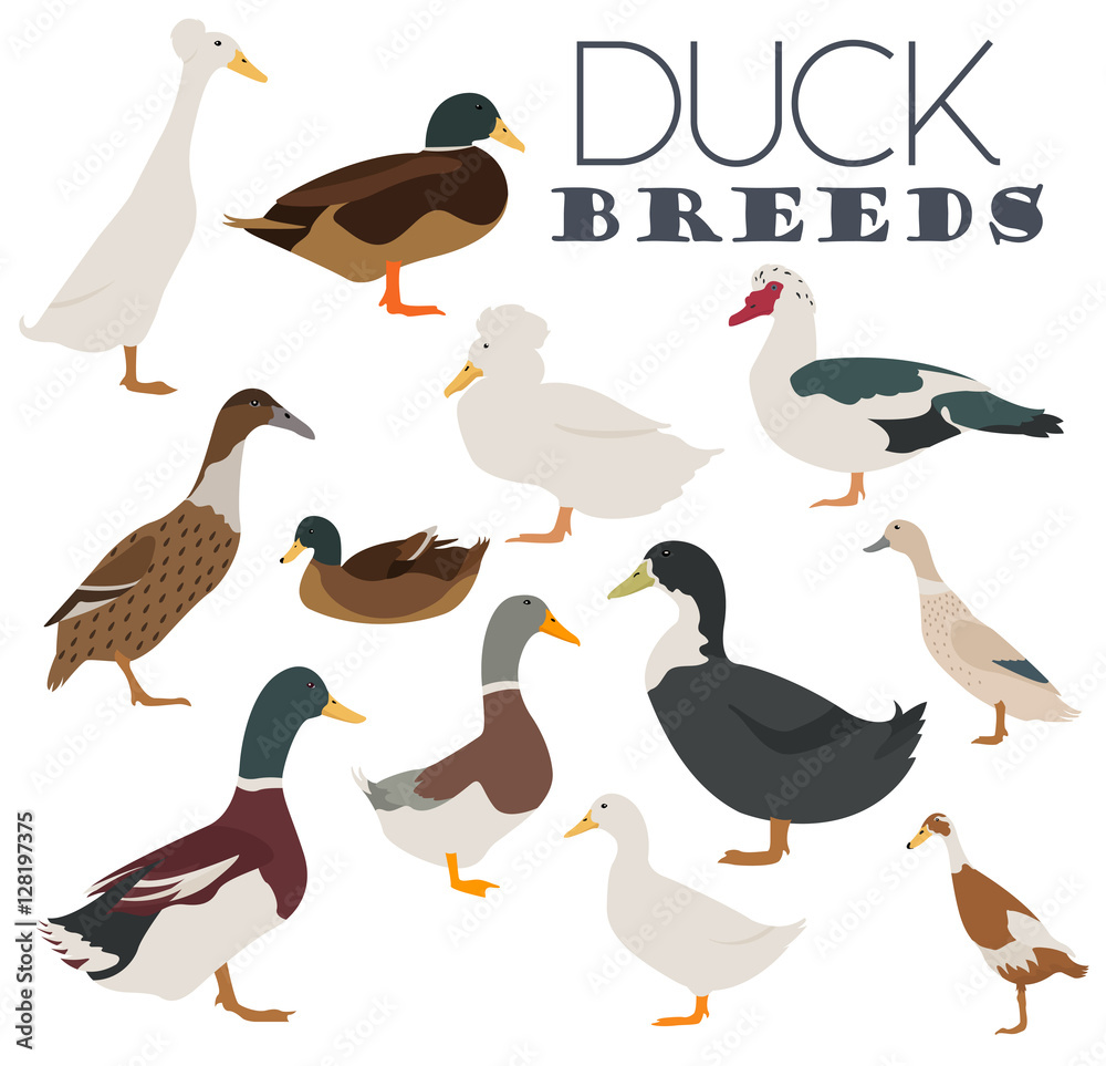 Poultry farming. Duck breeds icon set. Flat design Poultry farming. Duck breeds icon set. Flat design
