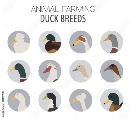 Poultry farming. Duck breeds icon set. Flat design