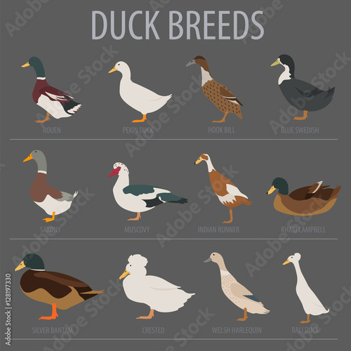 Poultry farming. Duck breeds icon set. Flat design