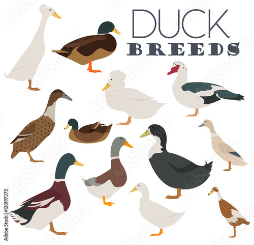 Poultry farming. Duck breeds icon set. Flat design