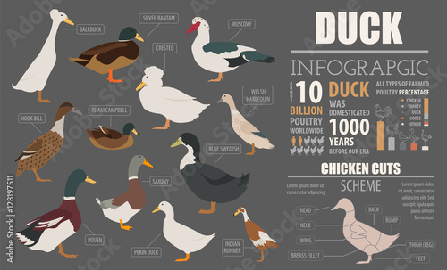 Poultry farming infographic template. Duck breeding. Flat design