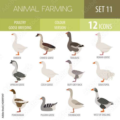 Poultry farming. Goose breeds icon set. Flat design