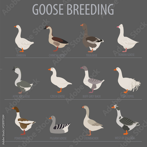 Poultry farming. Goose breeds icon set. Flat design