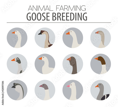 Poultry farming. Goose breeds icon set. Flat design