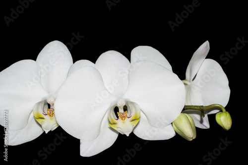 Белые цветы орхидеи на черном фоне