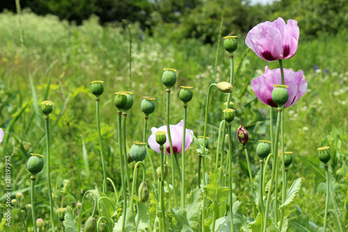 Edible poppy in the field. Blooming poppy. Pink poppy.