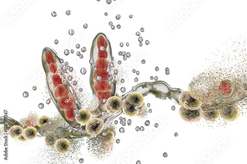 Destruction of fungus Trichophyton by silver nanoparticles, a fungus which causes athlete's foot Tinea pedis and scalp ringworm Tinea capitus. 3D illustration. Concept for antifungal treatment photo