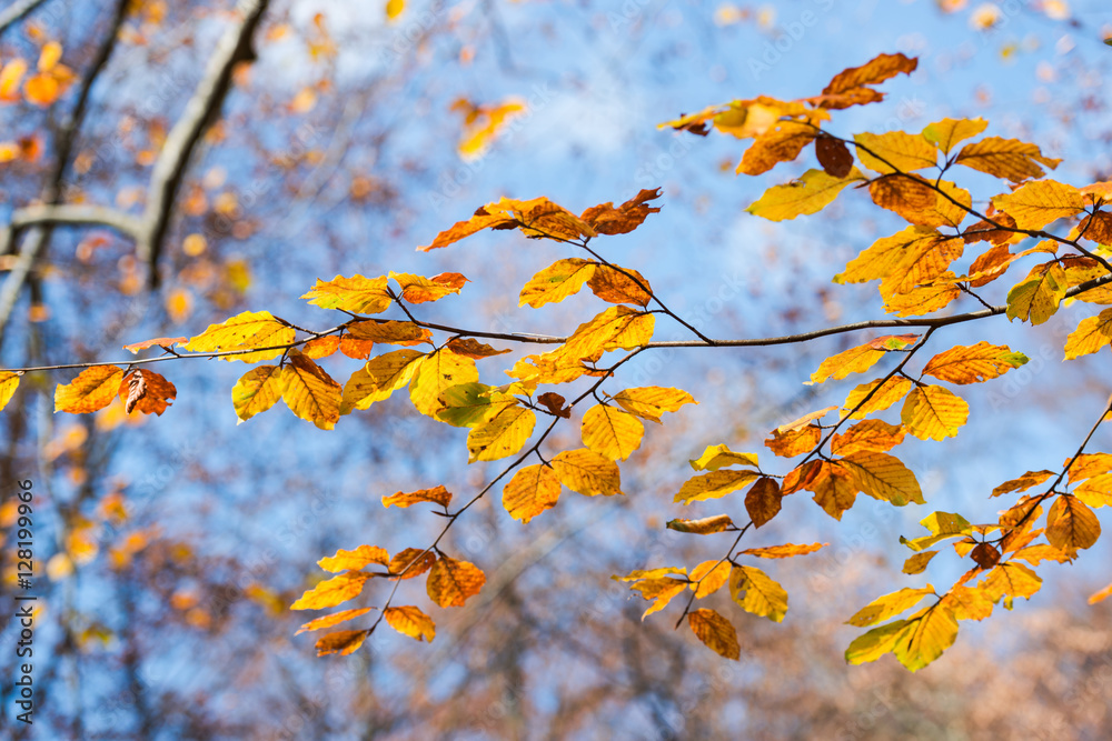 Branch leaves on the fall near wild carpathian river Branch leaves on the fall near wild carpathian river