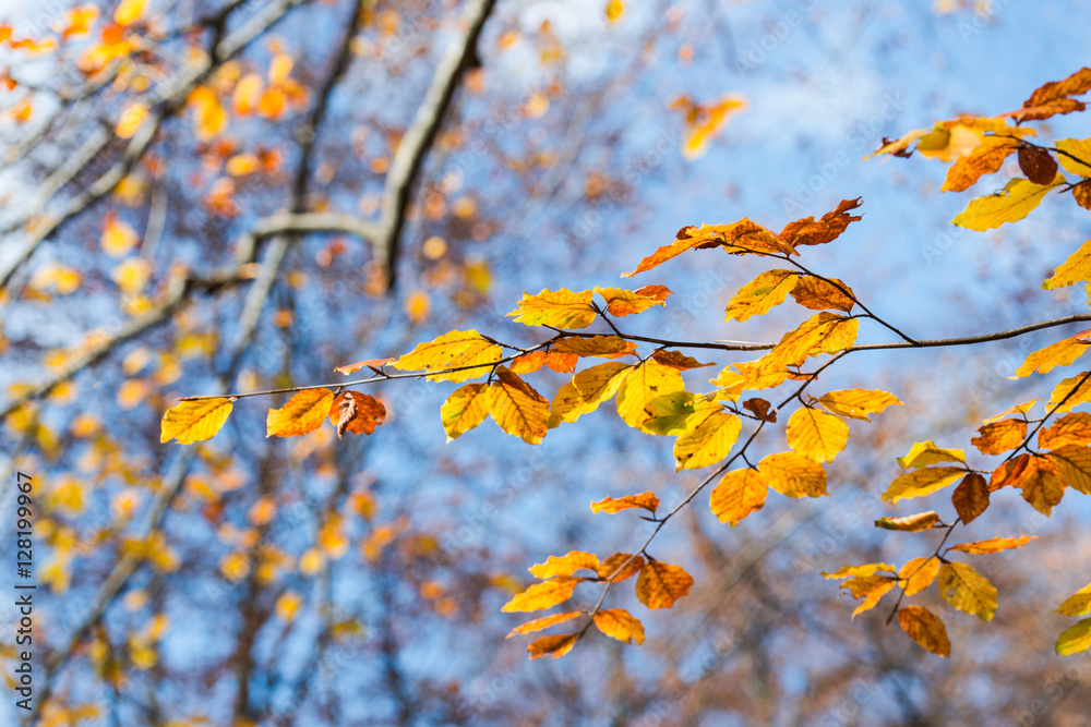 Branch leaves on the fall near wild carpathian river Branch leaves on the fall near wild carpathian river