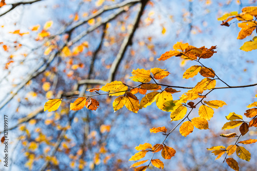 Branch leaves on the fall near wild carpathian river